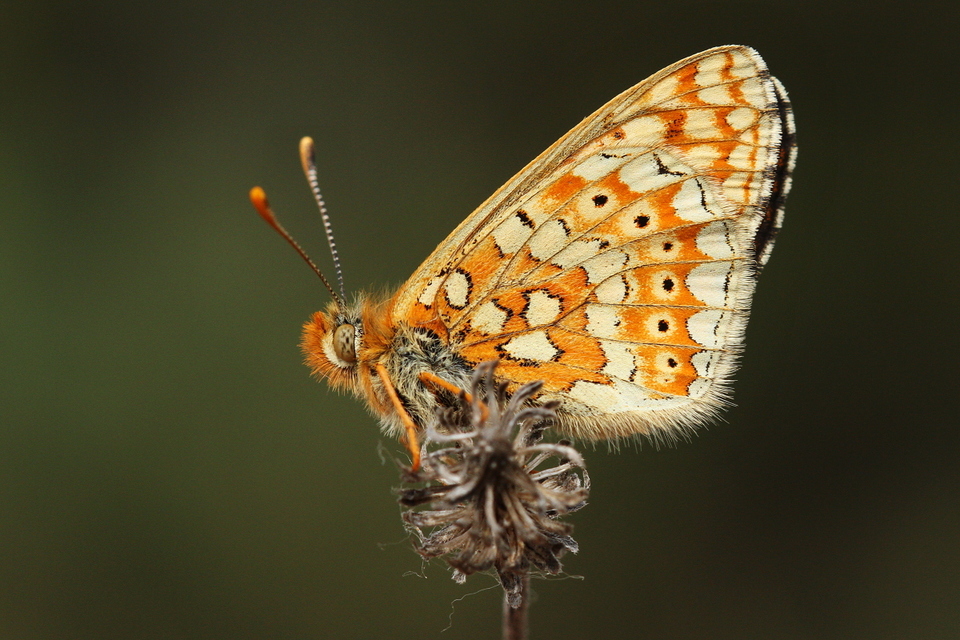 Euphydryas aurinia - lápi tarkalepke
