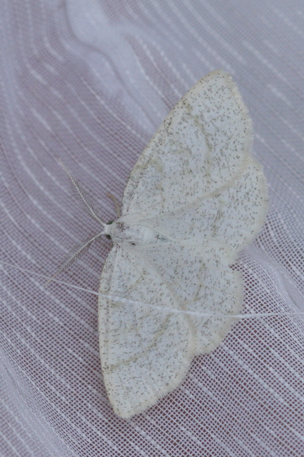 Cabera exanthemata - pettyes égeraraszoló