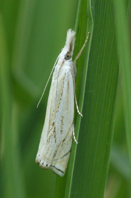 Crambus lathoniellus - mezei fűgyökérmoly