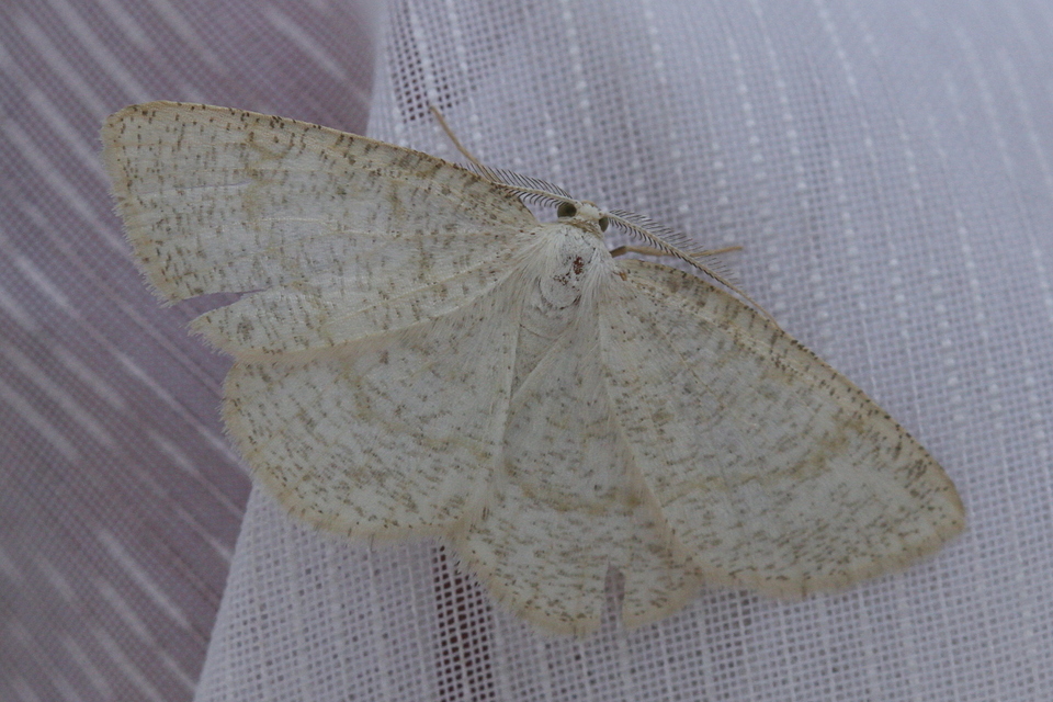 Cabera exanthemata - pettyes égeraraszoló