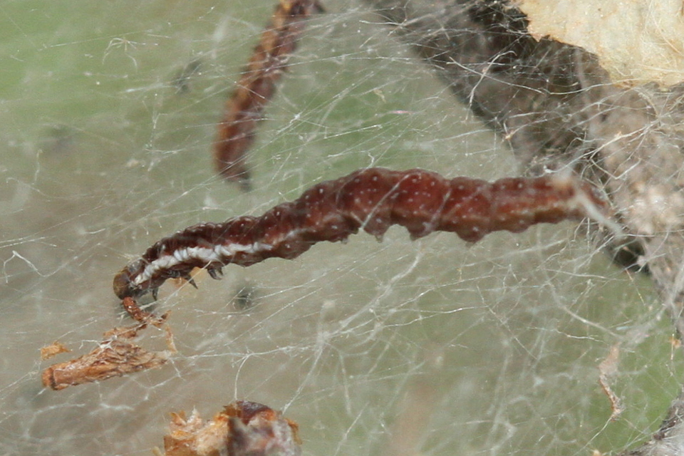 Yponomeutidae - pókhálós-molyfélék