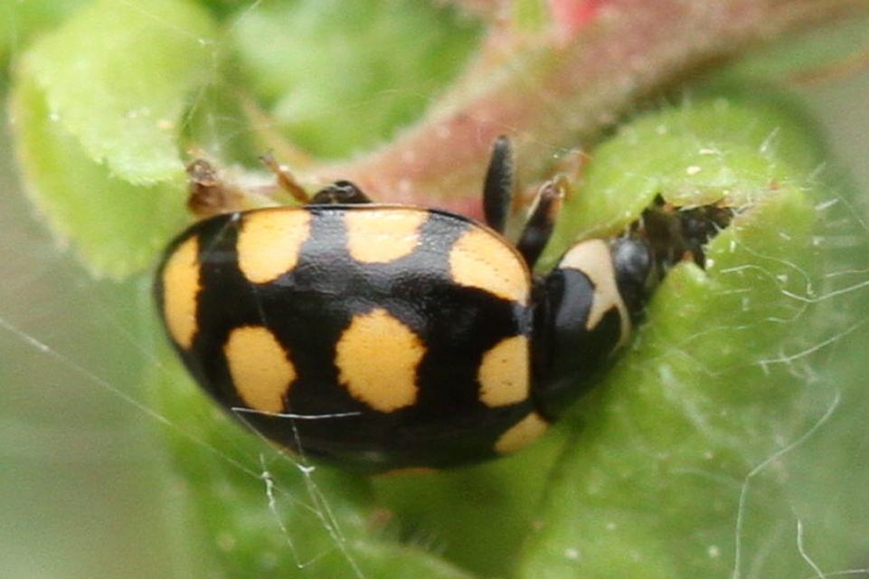 Coccinula quatuordecimpustulata - feketesárga katóka