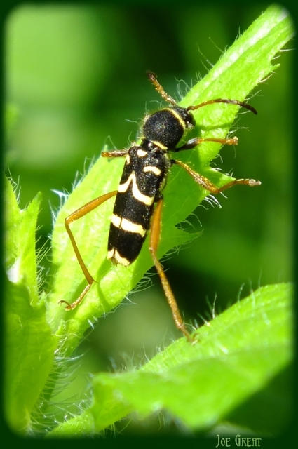 Clytus arietis - közönséges darázscincér