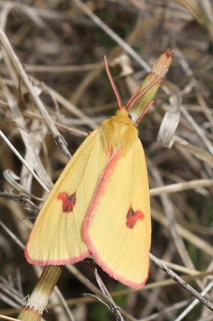 Diacrisia sannio - vörösszélű medvelepke