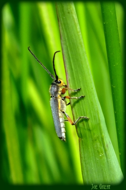 Phytoecia icterica - murokcincér Phytoecia icterica - murokcincér