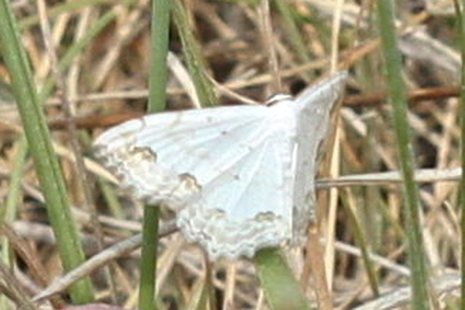Scopula ornata - díszes fehéraraszoló