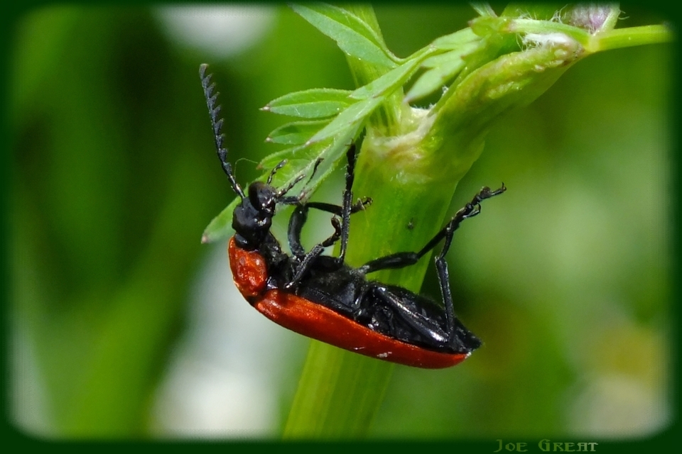 Pyrochroa coccinea - nagy bíborbogár