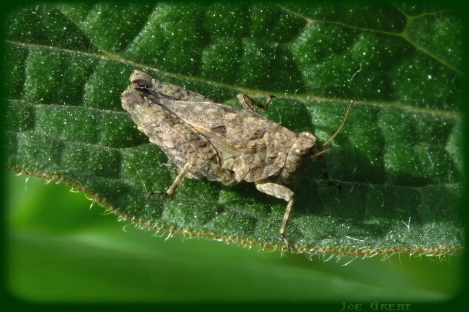 Tetrix tenuicornis - vékonycsápú tövishátúsáska