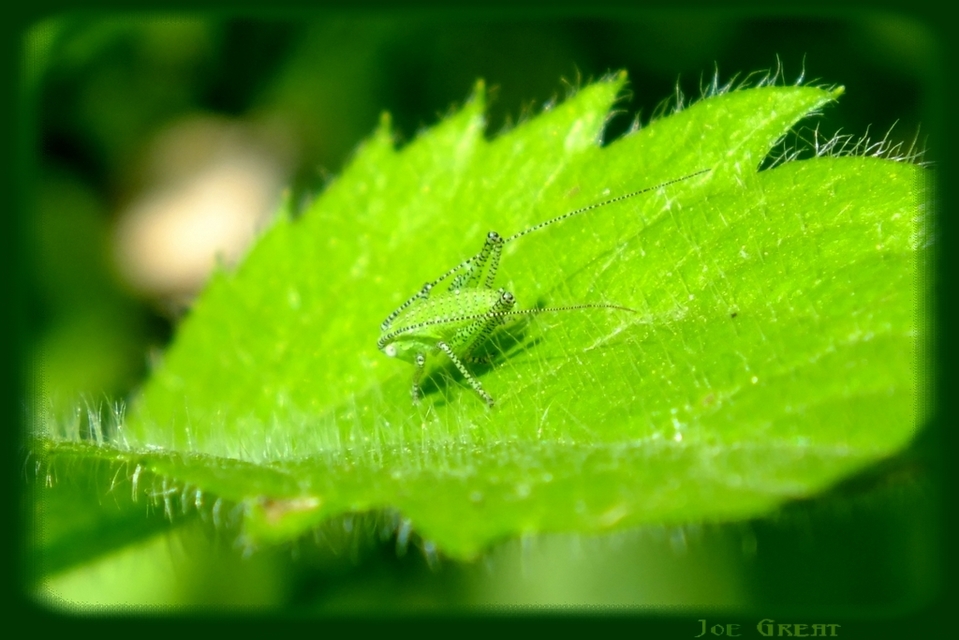 Leptophyes