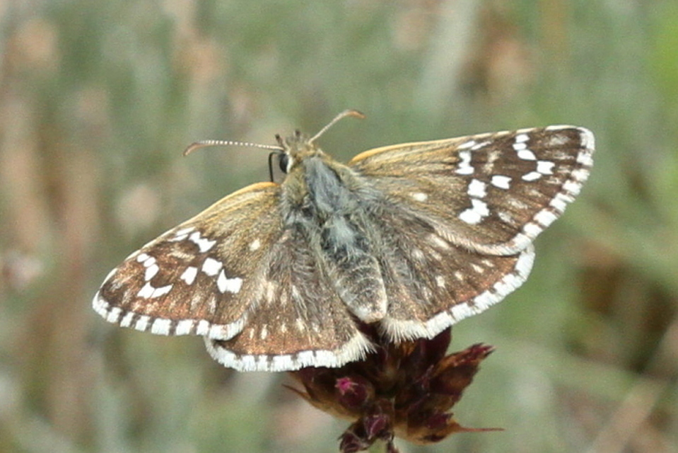 Pyrgus carthami - nagy busalepke