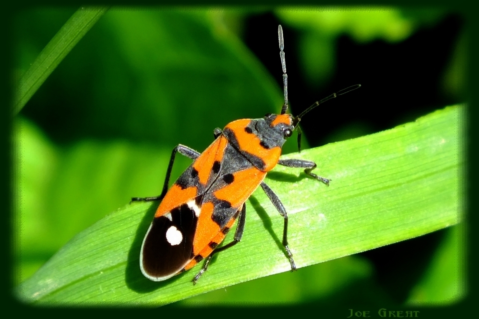 Lygaeus equestris/simulans