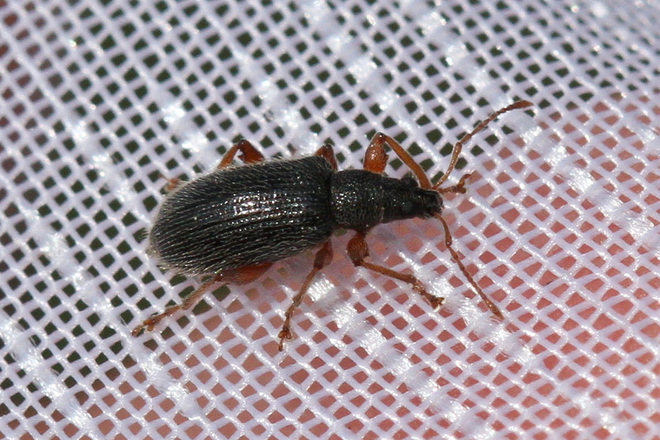 Phyllobius oblongus - közönséges levélormányos