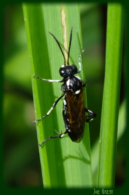 Tenthredinidae - valódi levéldarazsak