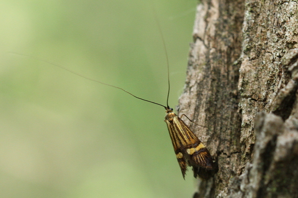 Nemophora degeerella - pompás tőrösmoly