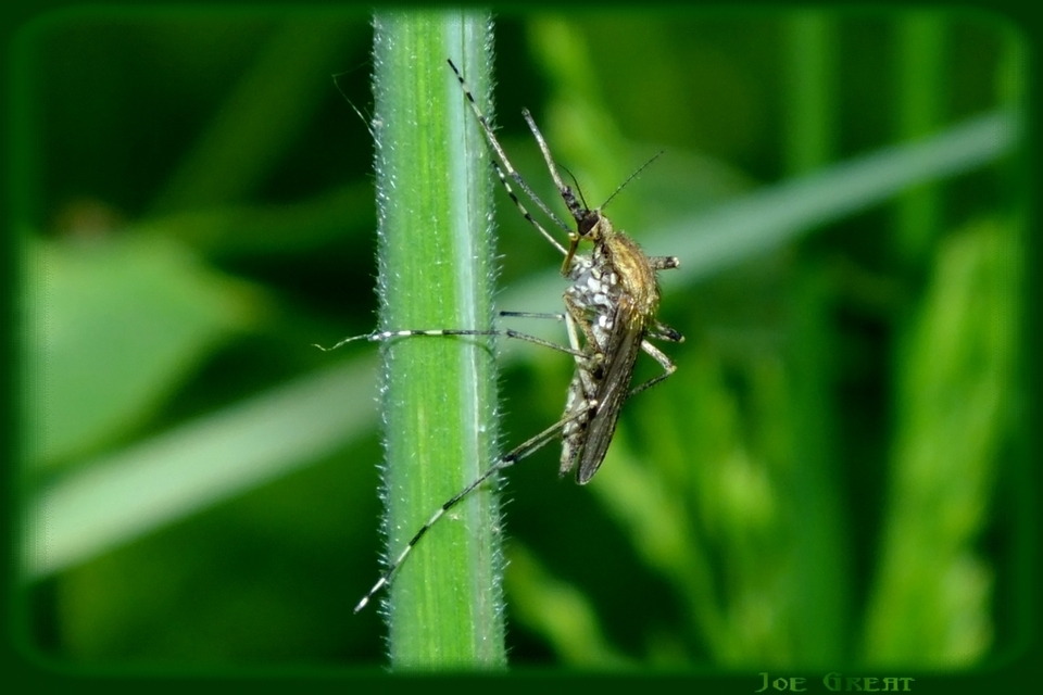Culicidae - csípőszúnyogok