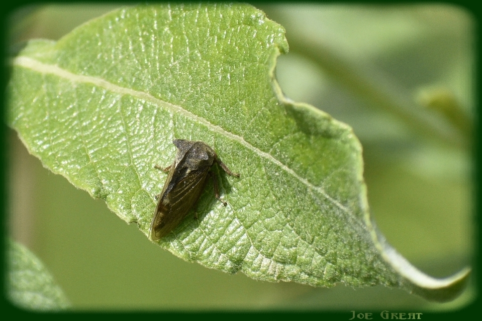 Centrotus cornutus - szarvaskabóca
