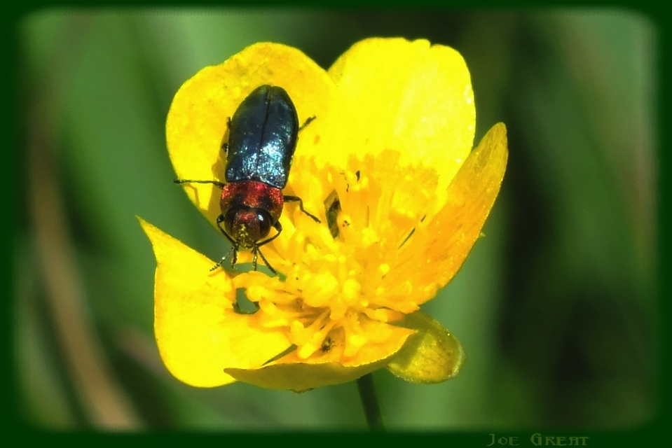 Anthaxia signaticollis - keleti virágdíszbogár