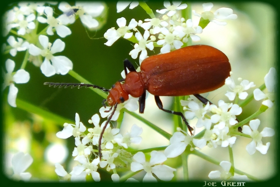 Pyrochroa serraticornis - közép-bíborbogár