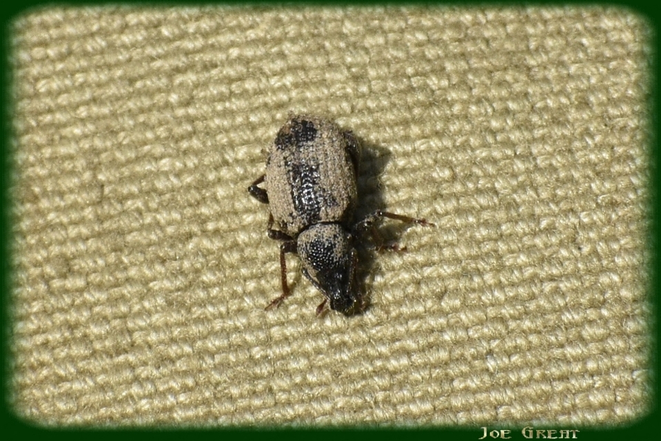 Otiorhynchus rugosostriatus - szamóca-gyalogormányos