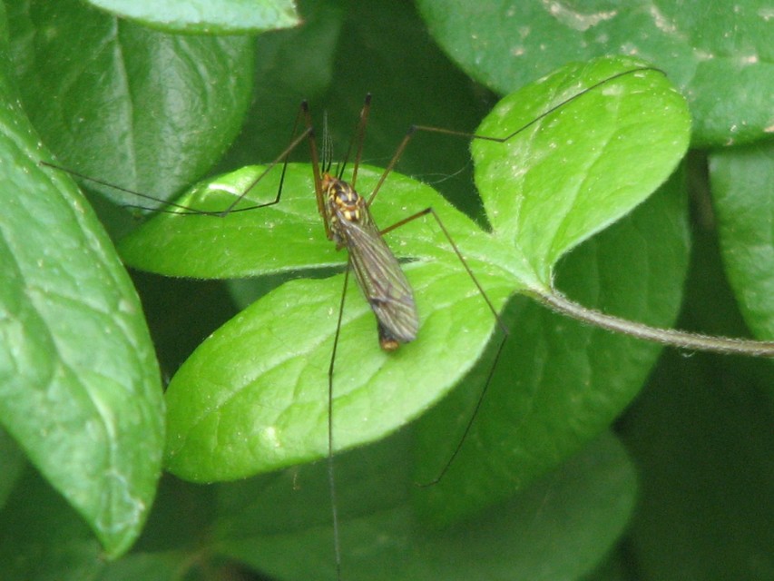 Nephrotoma