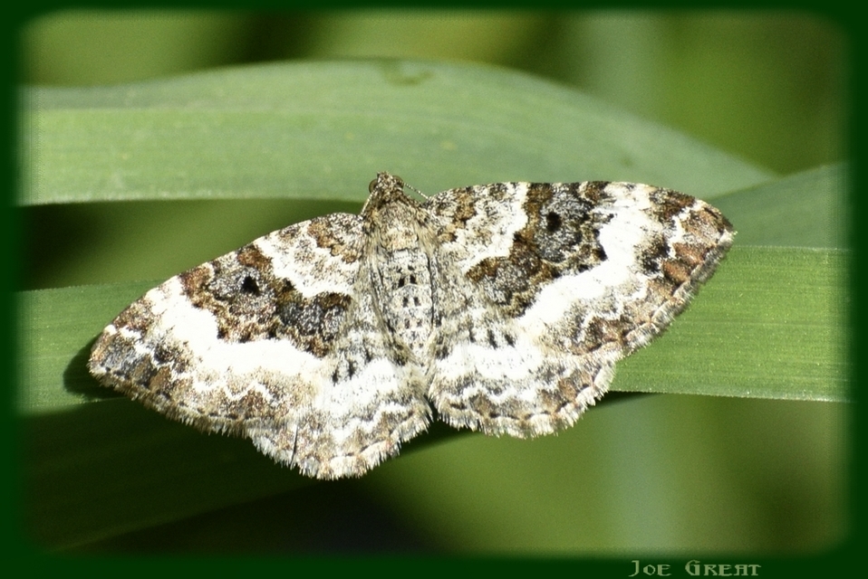 Epirrhoe alternata - galaj-tarkaaraszoló