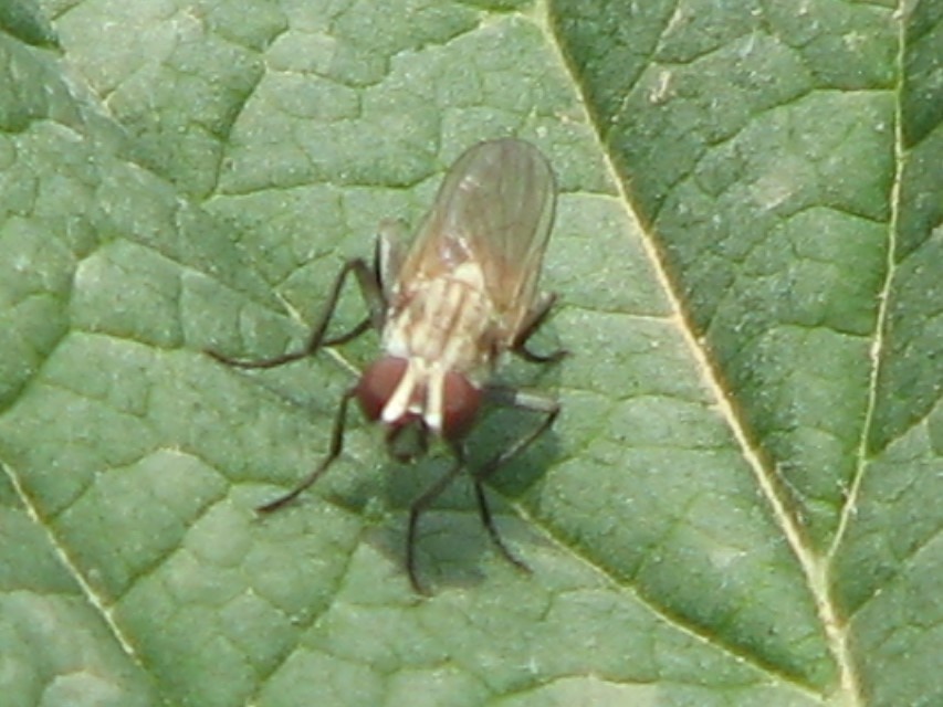 Anthomyiidae - viráglegyek