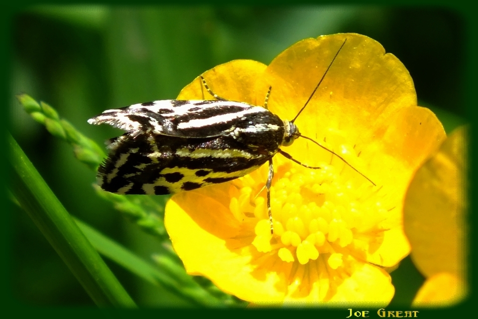 Emmelia trabealis - zebrabagoly