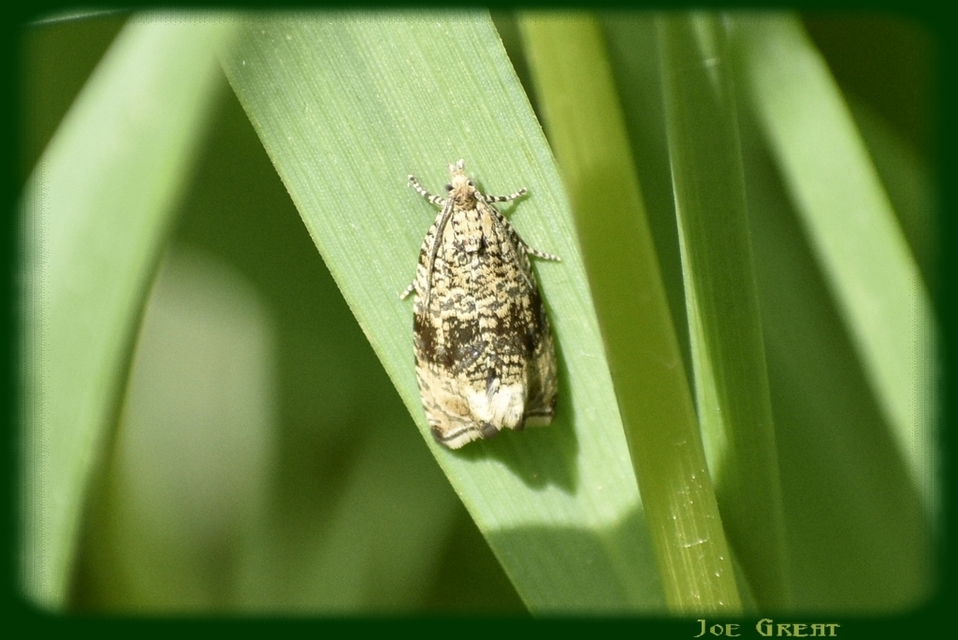 Celypha lacunana - vízparti tükrösmoly