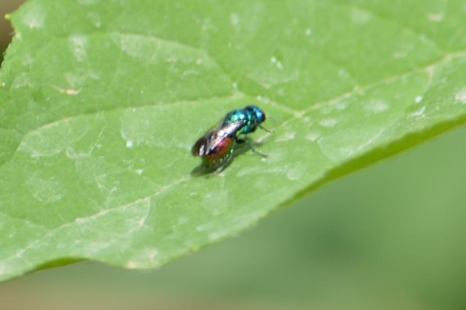 Chrysididae - fémdarazsak