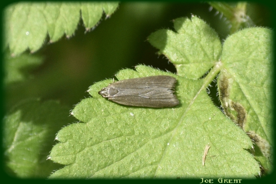 Acompsia cinerella - szürke sarlósmoly