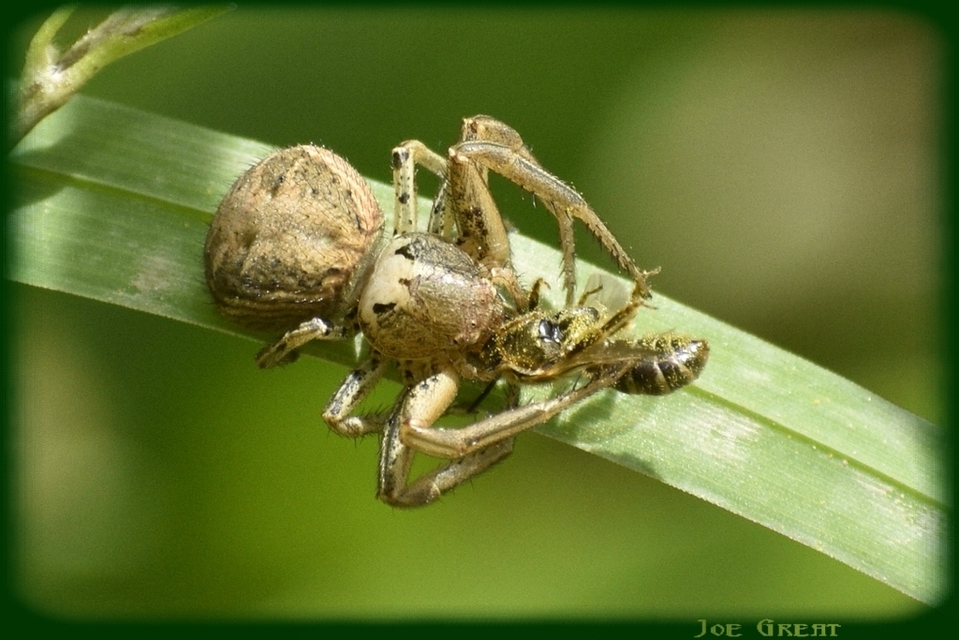 Xysticus