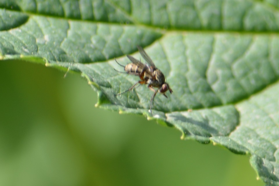 Coenosia