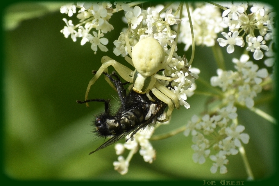 Misumena vatia - viráglakó karolópók