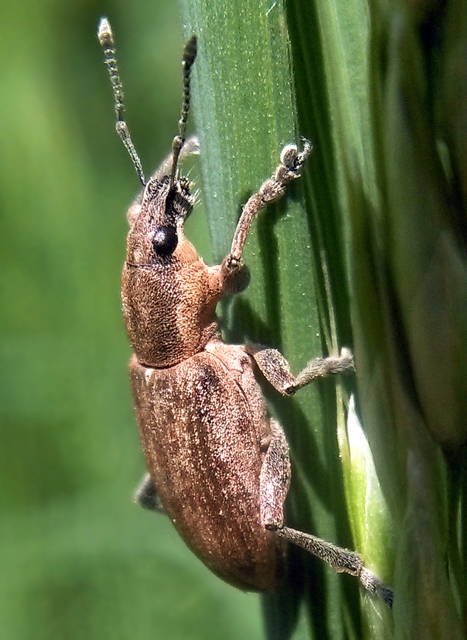 Tanymecus palliatus - közönséges hegyesfarúbarkó
