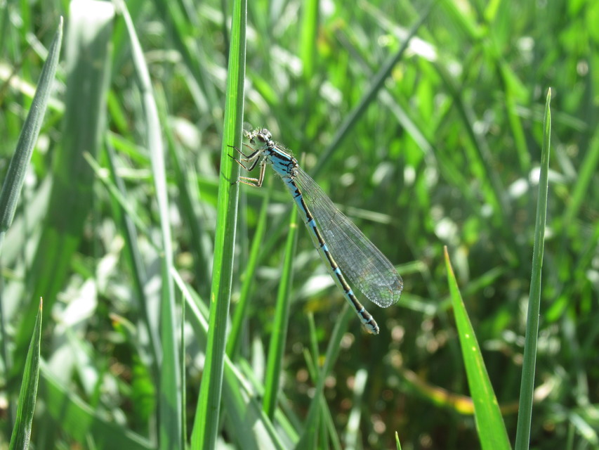 Coenagrion ornatum - díszes légivadász