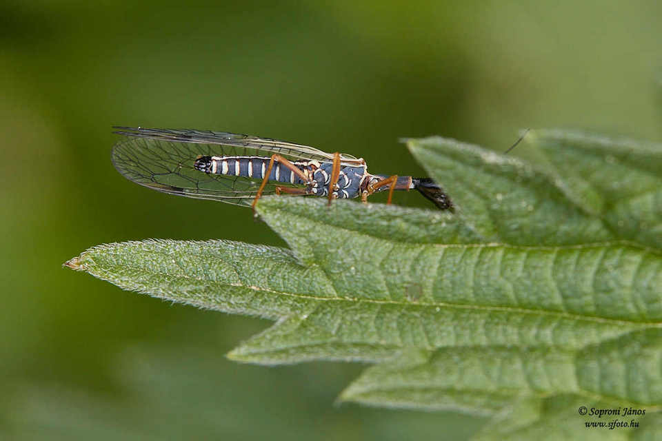 Raphidioptera - Tevenyakú-fátyolkák
