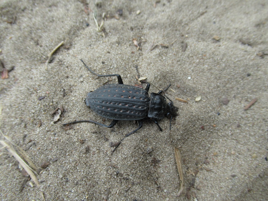 Carabus clathratus auraniensis - szárnyas futrinka