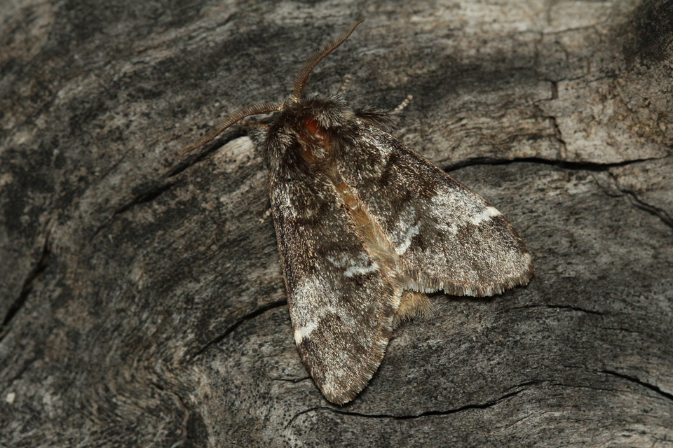 Drymonia dodonea - bélyeges púposszövő