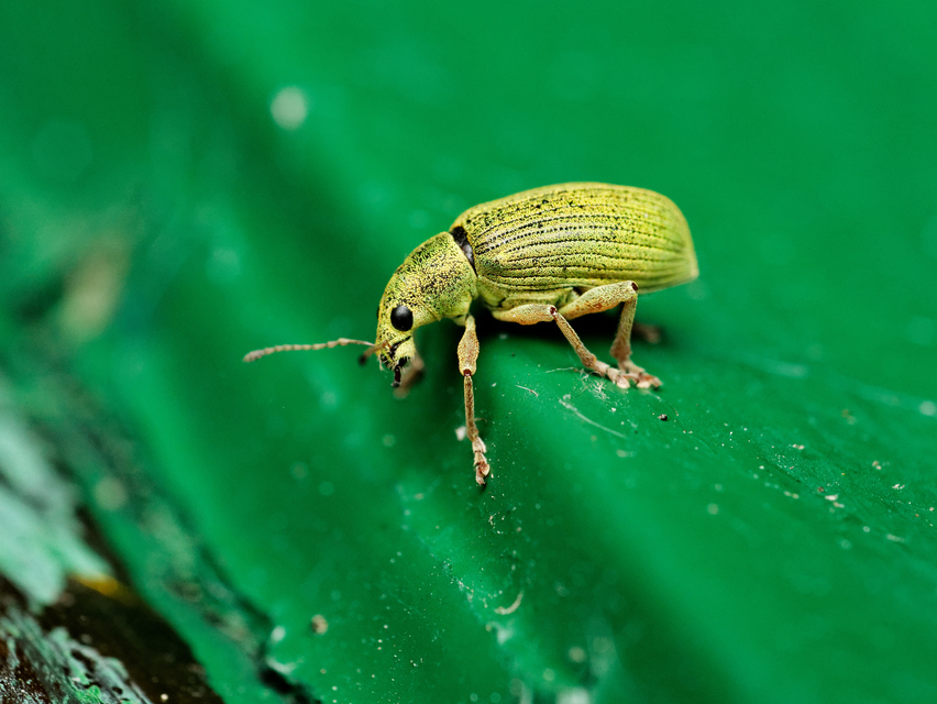 Polydrusus formosus - selymes lombormányos
