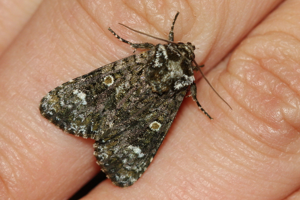 Craniophora ligustri - fagyalbagoly