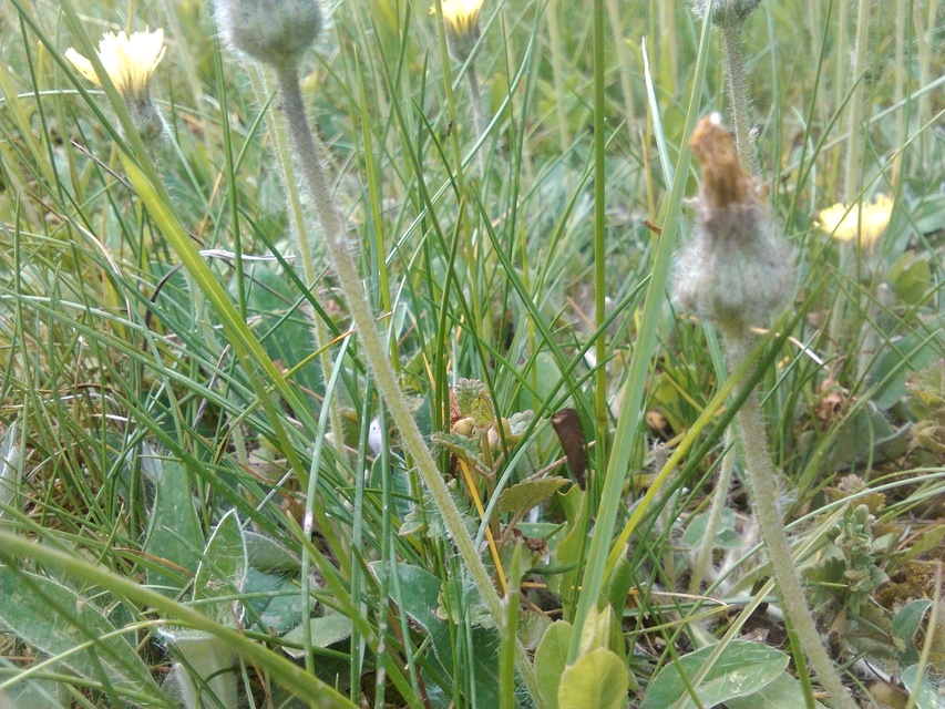 Platytes cerussella - törpe fűgyökérmoly