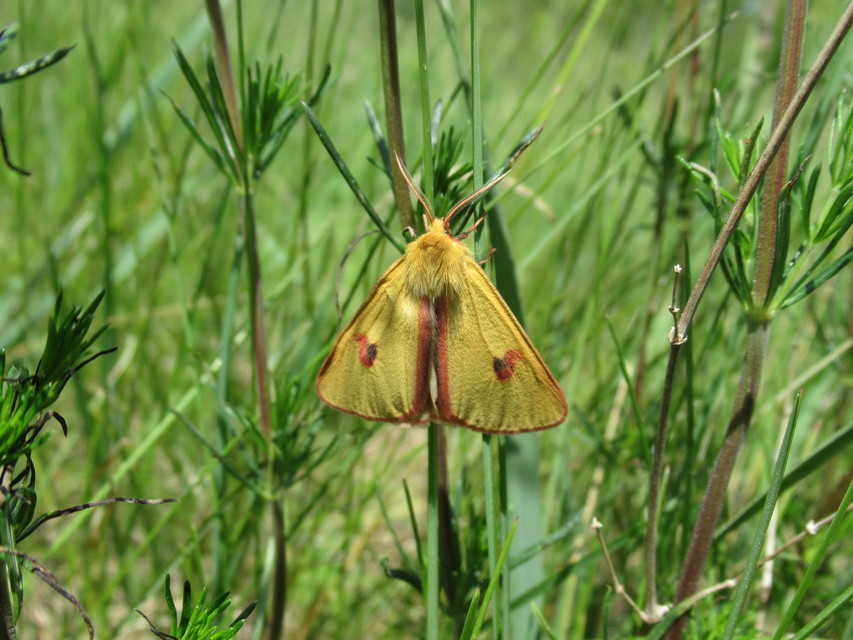 Diacrisia sannio - vörösszélű medvelepke
