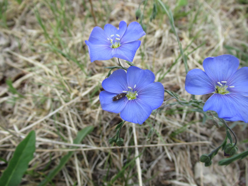Parascythris muelleri - kétpettyes zöldmoly