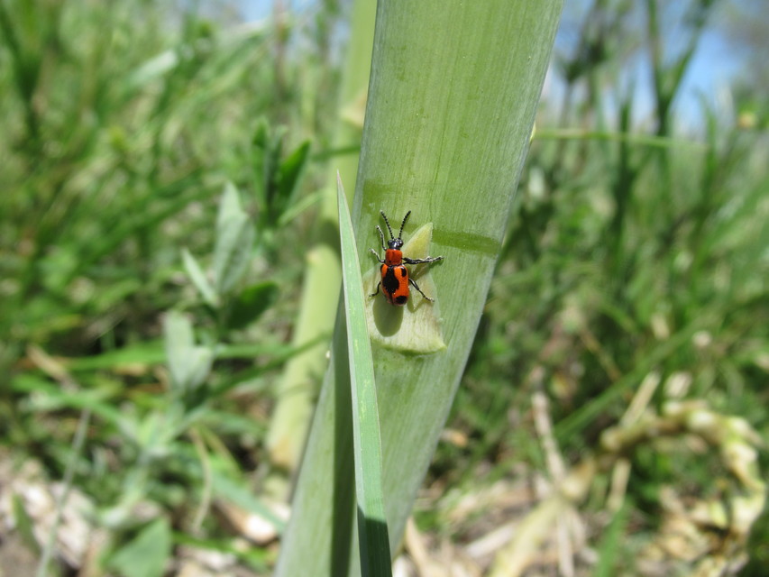 Crioceris quinquepunctata - ötpontos spárgabogár