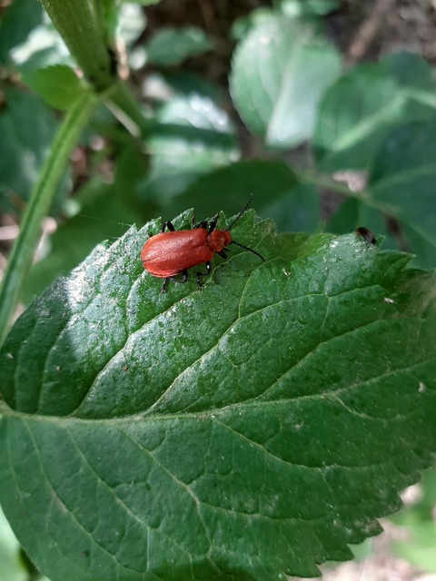 Pyrochroa serraticornis - közép-bíborbogár