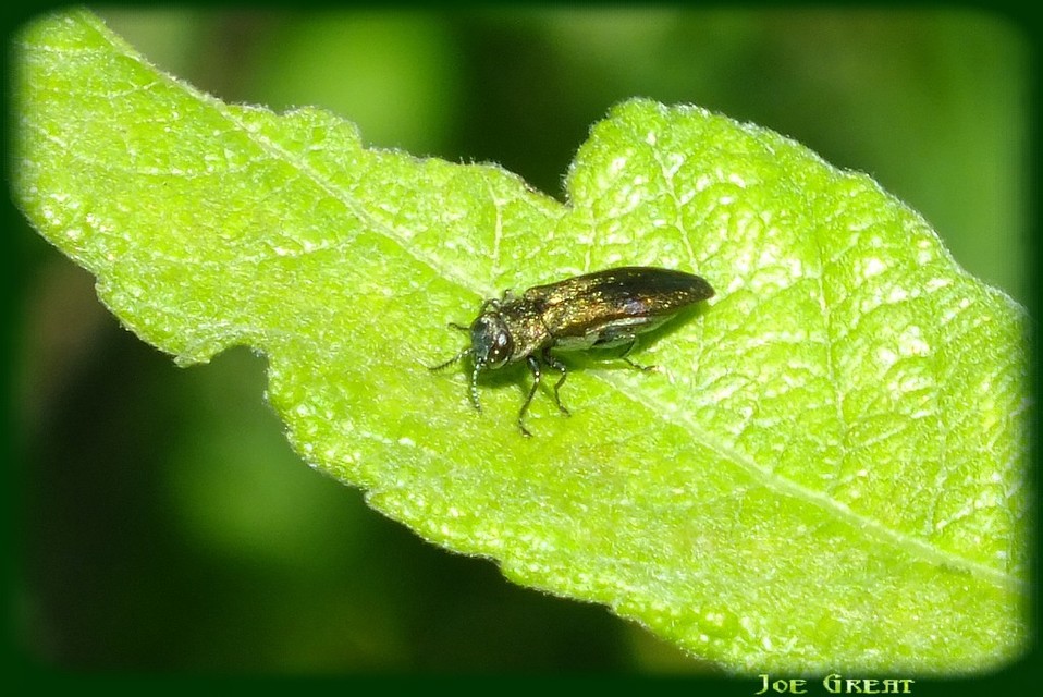 Agrilus viridis - változékony karcsúdíszbogár
