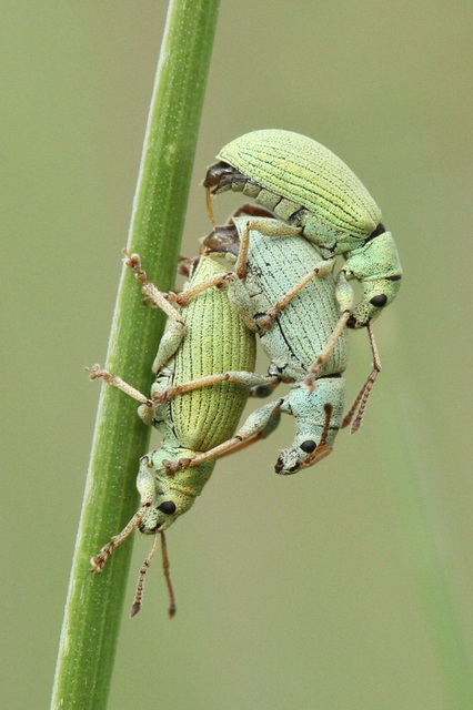 Phyllobius virideaeris - halványzöld levélormányos