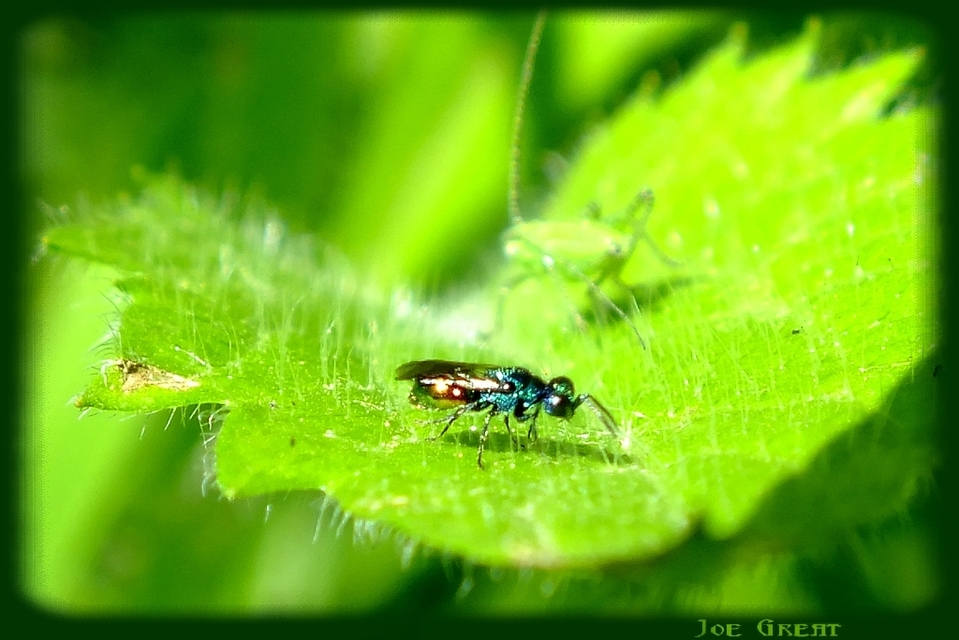 Chrysididae - fémdarazsak