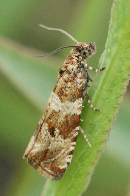 Celypha