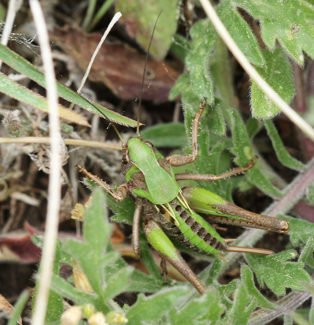 Decticus verrucivorus - szemölcsevő szöcske